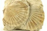 Two Fossil Pecten (Scallops) - Gironde, France #280559-1